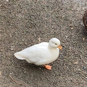 Meet your Posher, Gail